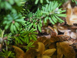 texture of the needles of the plant fir growing in a pot