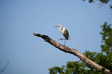 great egret standing on a tree branch at Bombay Hook national wildlife refuge, Delaware