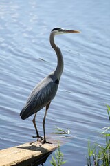 Great blue heron standing near water at Bombay Hook national wildlife refuge, Delaware