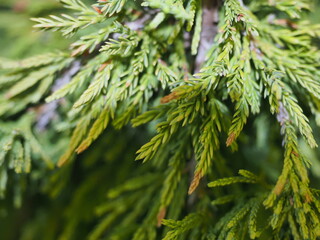 texture of the needles of the plant fir growing in a pot