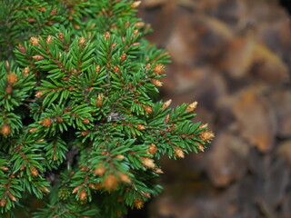 texture of the needles of the plant fir growing in a pot