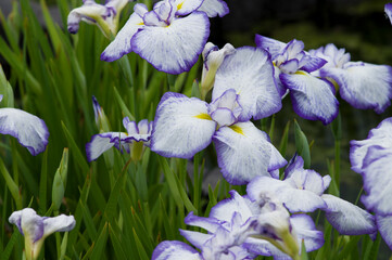 The name of this iris is Hotarubune.
Scientific name is Iris ensata var. ensata.