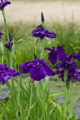 Scientific name is Iris ensata Thunb. var. ensata. 
The name of this iris ensata is Onarimon.