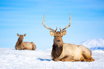 Deer in the snow in the natural streak of the nature reserve in the mountains. The symbol of the New Year and Christmas of the team of Santa Claus, the leader of the pack of the leader of the reindeer