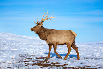 Deer in the snow in the natural streak of the nature reserve in the mountains. The symbol of the New Year and Christmas of the team of Santa Claus, the leader of the pack of the leader of the reindeer