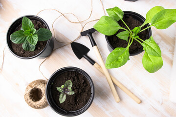 Transplanting houseplants, mint, spinach, basil in seedling pots on a wooden table, top view.