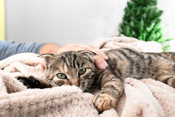 A striped cat with green eyes lies on a soft blanket and a man's hand caresses the pet.