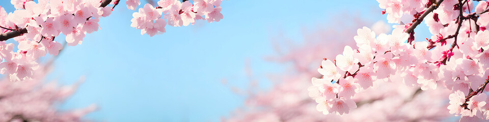 Obraz na płótnie Canvas Japan Cherry Blossom. Sakura spring japanese festival Hanami with flower tree branch. Generative AI