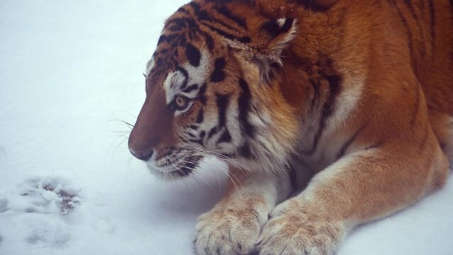 4k120 fps super slow motion video of big male Siberian tiger, panthera tigris altaica in cold winter forest after snowfall , national park Leopard Land, filmed on Nikon z9 high quality 8k camera