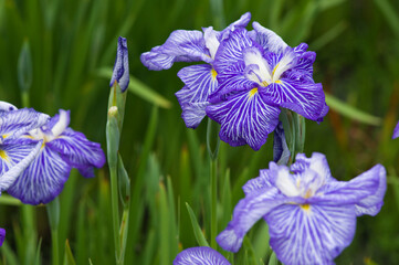 Scientific name is Iris ensata Thunb. var. ensata. 
The name of this iris ensata is Senju.