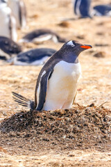 Naklejka premium Volunteer Point, Falkland Islands, UK