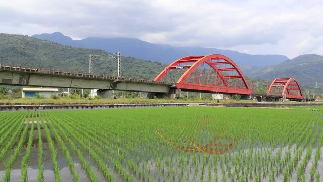 A Tze-Chiang express train traveling through beautiful Kecheng Iron Bridge with newly transplanted rice shoots in the irrigated green paddy fields and mountains in background, in Yuli, Hualien, Taiwan