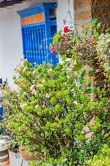 succulent plant photo