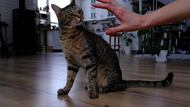 The owner plays with the house cat with his hand - fights aggressively, teases the cat in the home interior