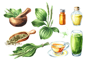 Plantain, medicinal plant.  Herbal medicine set,  Hand drawn watercolor illustration  isolated on white background © dariaustiugova