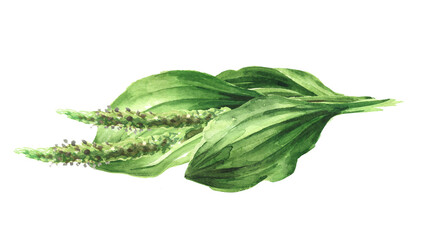 Plantain, medicinal plant. Hand drawn watercolor illustration, isolated on white  background