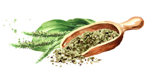 Dried plantain leaf, herbal medicine. Hand drawn watercolor illustration  isolated on white background