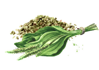 Dried plantain leaf, herbal medicine. Hand drawn watercolor illustration , isolated on white background © dariaustiugova