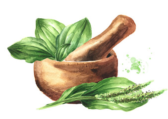 Plantain and mortar, medicinal plant,  Hand drawn watercolor illustration  isolated on white background © dariaustiugova