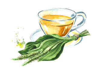 Plantain decoction, herbal medicinal tea.. Hand drawn watercolor illustration, isolated on white background