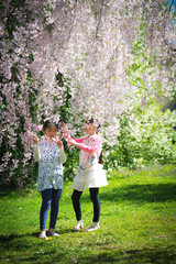 Naklejka na ściany i meble Two young asian girls in a garden surrounded by cherry blossom tree