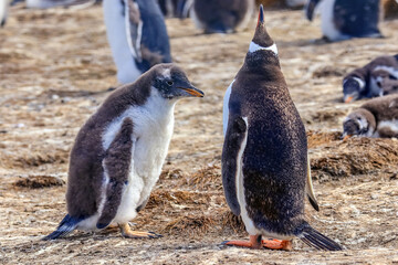 Volunteer Point, Falkland Islands, UK