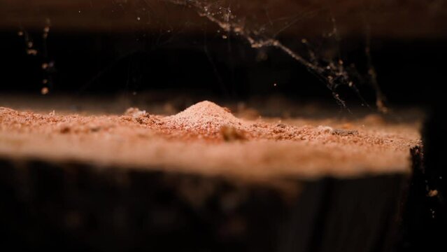 A pile of shavings from insects eating wood close-up. Parallax around sawdust from wood plank pests