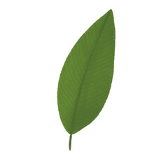 Fototapeta premium green leaf isolated plant flower