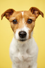 Curious interested dog looks into camera. Jack russell terrier closeup portrait on yellow background. Funny pet