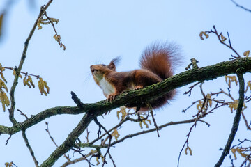 cute young squirrel portrait on tree at park, wildlife