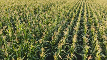 Corn young field. Seedlings planted in a row.