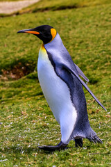 Volunteer Point, Falkland Islands, UK
