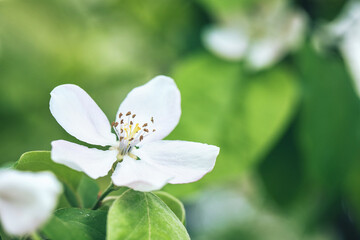 Selective soft focused close up of flowering apple tree branch with white flower on blurred bright green leaves bokeh background. Floral nature spring blossom design, copy space for text overlay. 