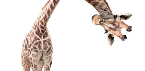 Giraffe face head hanging upside down. Curious gute giraffe peeks from above. Isolated on white - obrazy, fototapety, plakaty