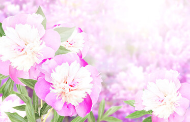 Branch of peony (Paeonia) on sunny beautiful nature spring background. Summer scene with twig of Paeoniaceae with flowers of pink color