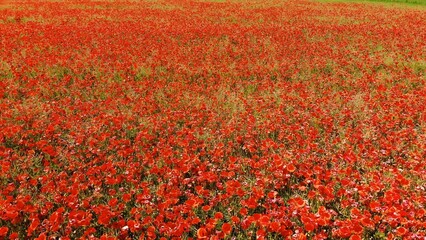 A red field of poppy flowers. Aerial view.