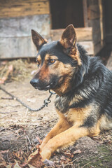 Close up german shepherd dog posing concept photo. Keep pet guard on yard outside. Side view photography with blurred background. High quality picture for wallpaper, travel blog, magazine, article