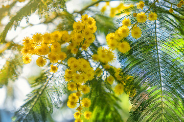 Close up of blooming branch of yellow mimosa flower in springtime. Womens day, Easter background