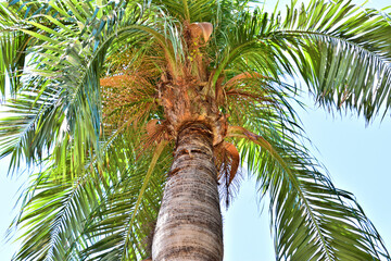 palm tree on a white and blue sky background