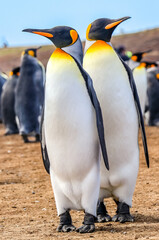 Naklejka premium Volunteer Point, Falkland Islands, UK