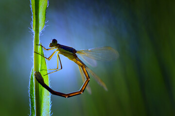 dragonfly sits on a plant