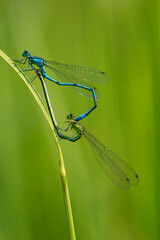 blue dragonfly on a green leaf