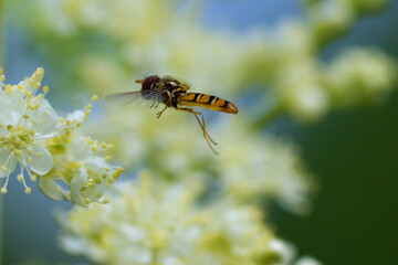 fly on a yellow flower hoverfly hovered in flight over a flower