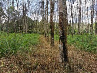Obraz premium A row dry latex in black bowl attached to rubber tree in the plantation.