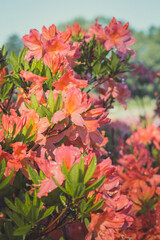 Close up rhododendron flowers under bright sunlight concept photo. Azaleas on yard. Front view photography with blurred background. High quality picture for wallpaper, travel blog, magazine, article