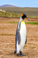 Fototapeta na wymiar Volunteer Point, Falkland Islands, UK
