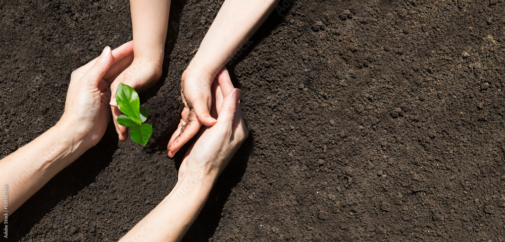 Wall mural concept of earth day, organic gardening, ecology. spend free time do favourite hobby. hands mom and 