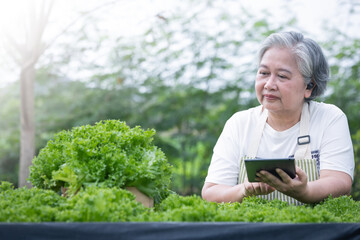 An elderly gray-haired Asian woman wearing an apron and using modern technologies in agriculture  