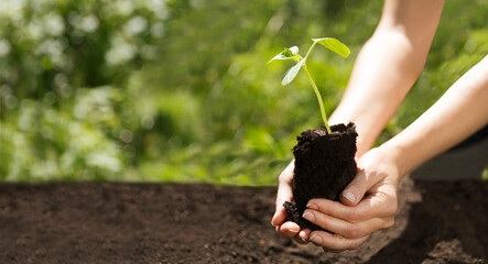 Concept of Earth day, organic gardening, ecology. spend free time do favourite hobby. life concept. women's hands holding a seedling planted in the soil and blurred backgrounds. growing plants. banner