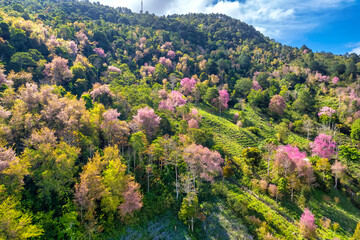 Obraz premium Forest full of wild sakura is blooming in springtime 2023, the color change gives the scenery vivid and gorgeous look in the highlands on the outskirts of Da Lat, Vietnam